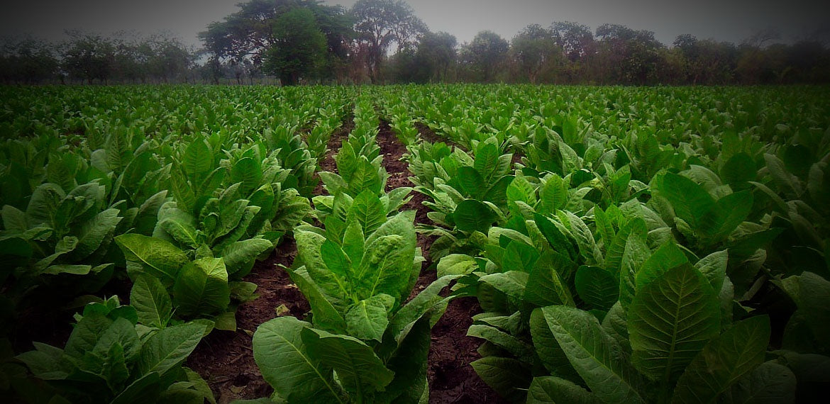 2SaintsCigars Tobacco Field